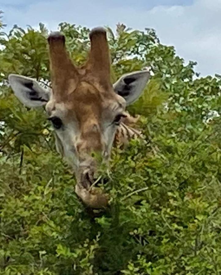 Overnight Stop Before Kruger National Park Phalaborwa Exteriör bild