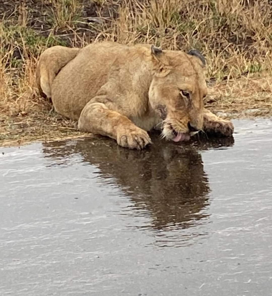 Overnight Stop Before Kruger National Park Phalaborwa Exteriör bild