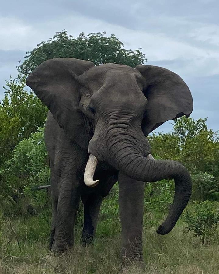 Overnight Stop Before Kruger National Park Phalaborwa Exteriör bild